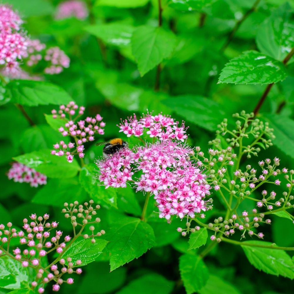 Japanse spierstruik 'Genpei'