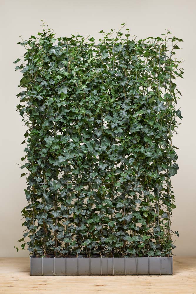 Klimop kant-en-klaar 180 cm - Hedgy Haagplanten