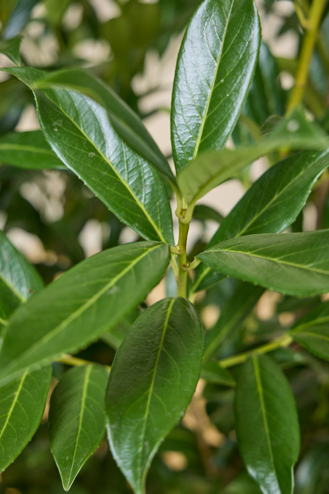 Laurier-Caucasica-ALG INZ