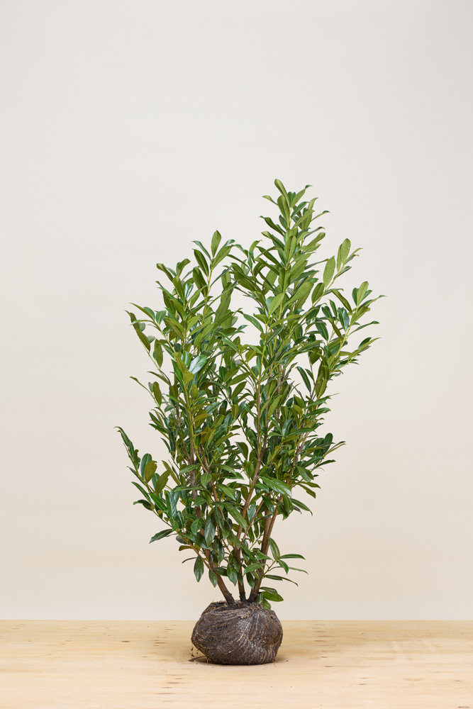 Laurier-Caucasica-Kluit-125-150