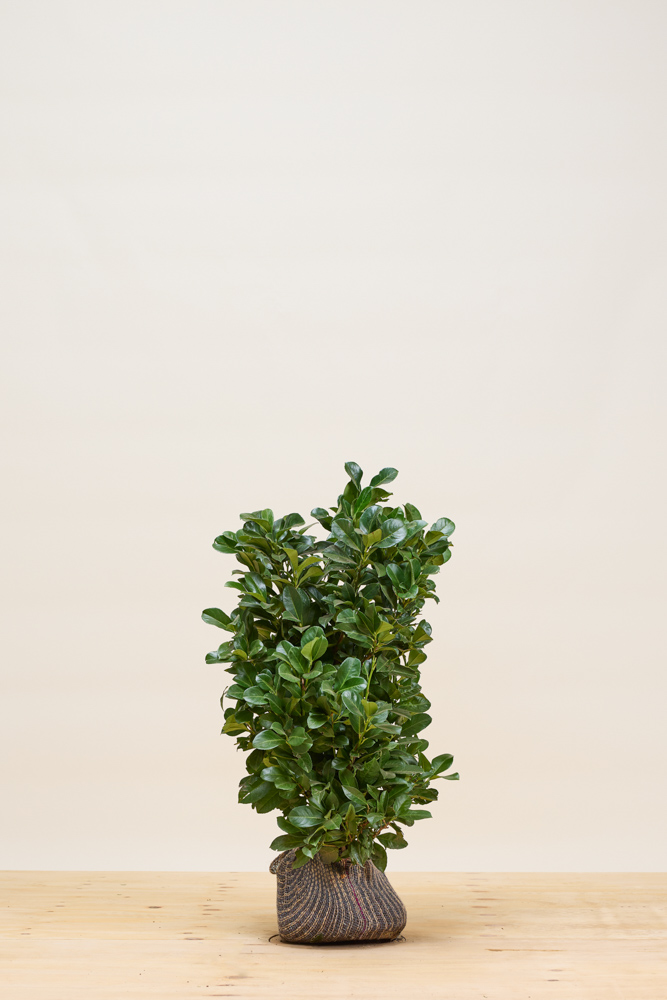 Laurier-Etna-Kluit-60-80