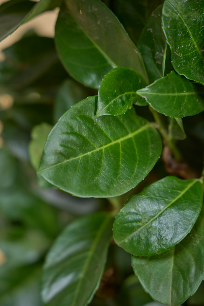 Laurier-Etna-ALG INZ