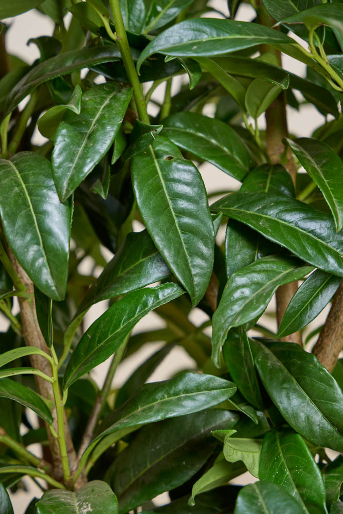 Laurier-Genolia-ALG INZ