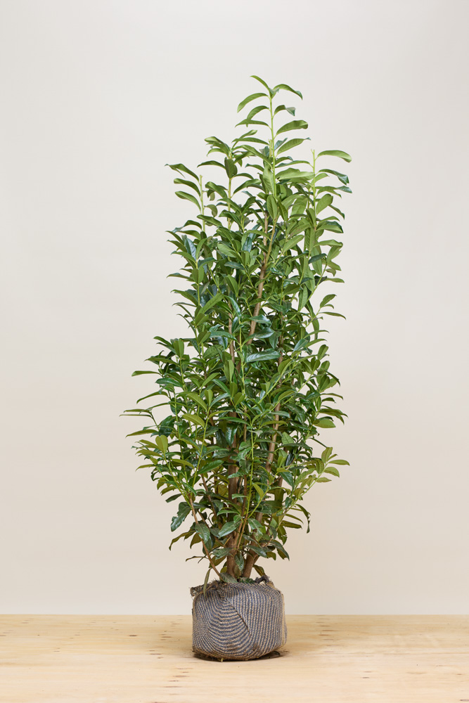 Laurier-Genolia-Kluit-150-175