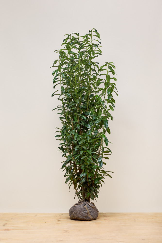 Laurier-Genolia-Kluit-225-250