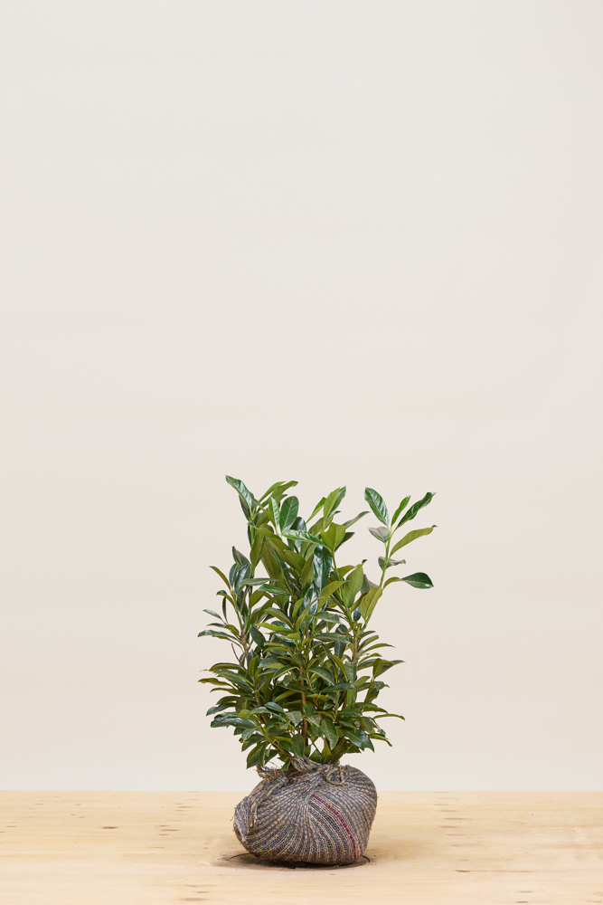 Laurier-Novita-Kluit-60-80