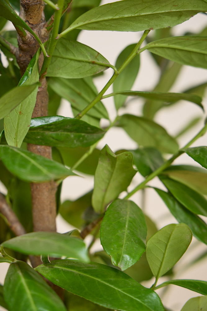 Laurier-Novita-ALG INZ