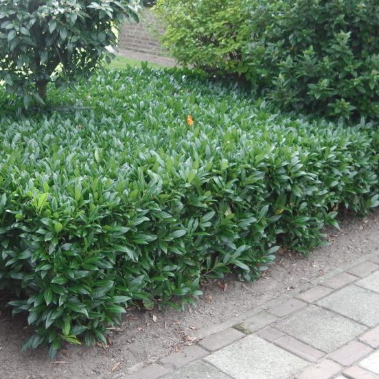 Laurier 'Otto Luyken'