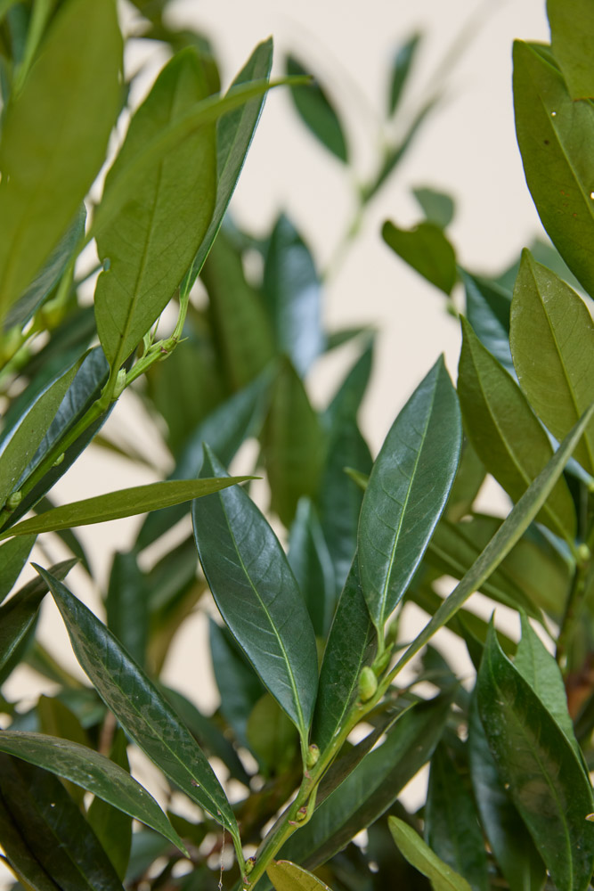 Laurier-Otto-Luyken-ALG INZ