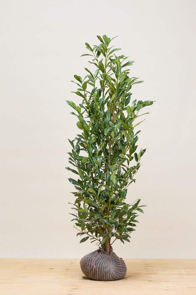 Laurier-Reynvaanii-Kluit-125-150