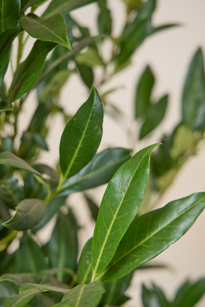 Laurier-Reynvaanii-ALG INZ