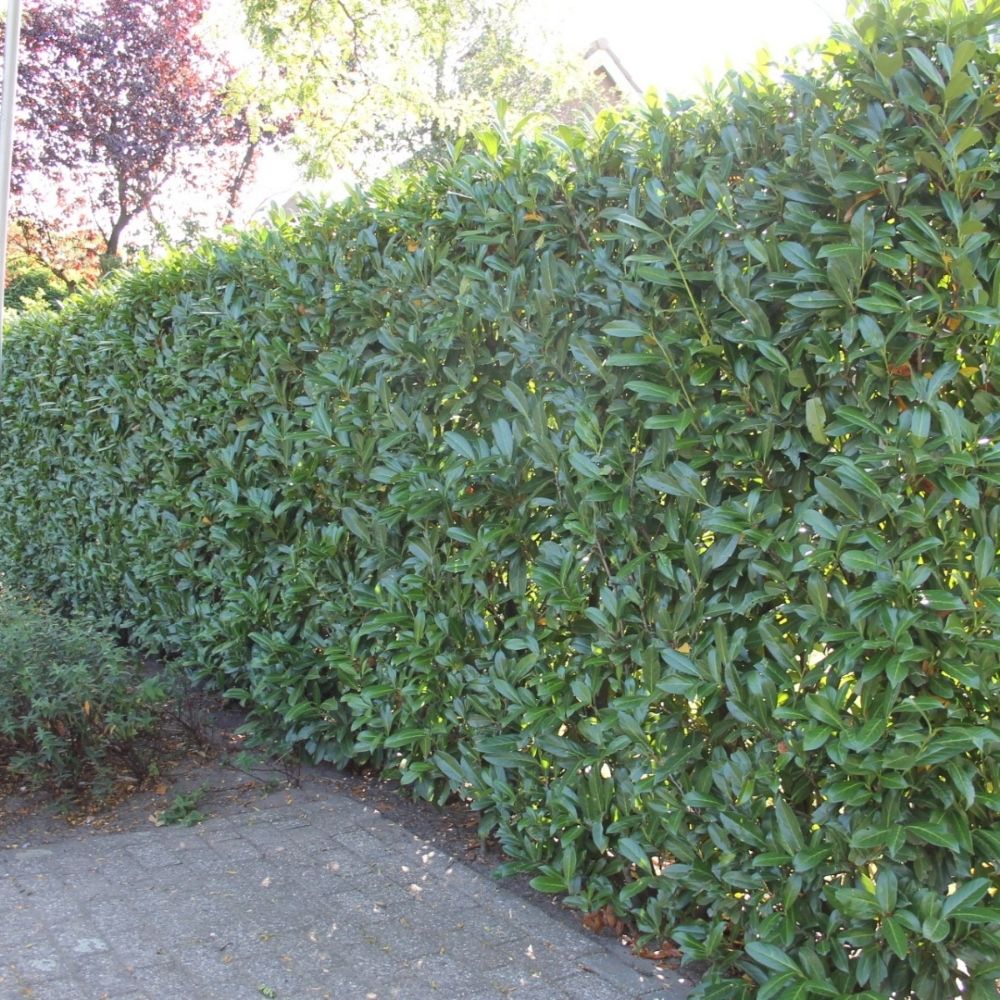 Laurier 'Reynvaanii'