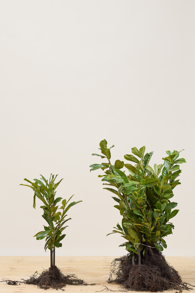 Laurier-Rotundifolia-Blote-Wortel-40-60