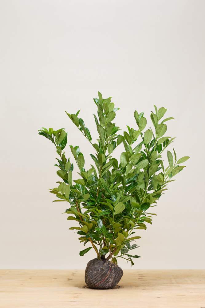 Laurier-Rotundifolia-Kluit-100-125
