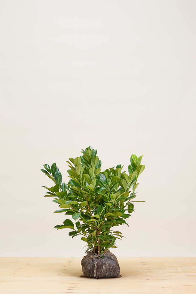 Laurier-Rotundifolia-Kluit-60-80