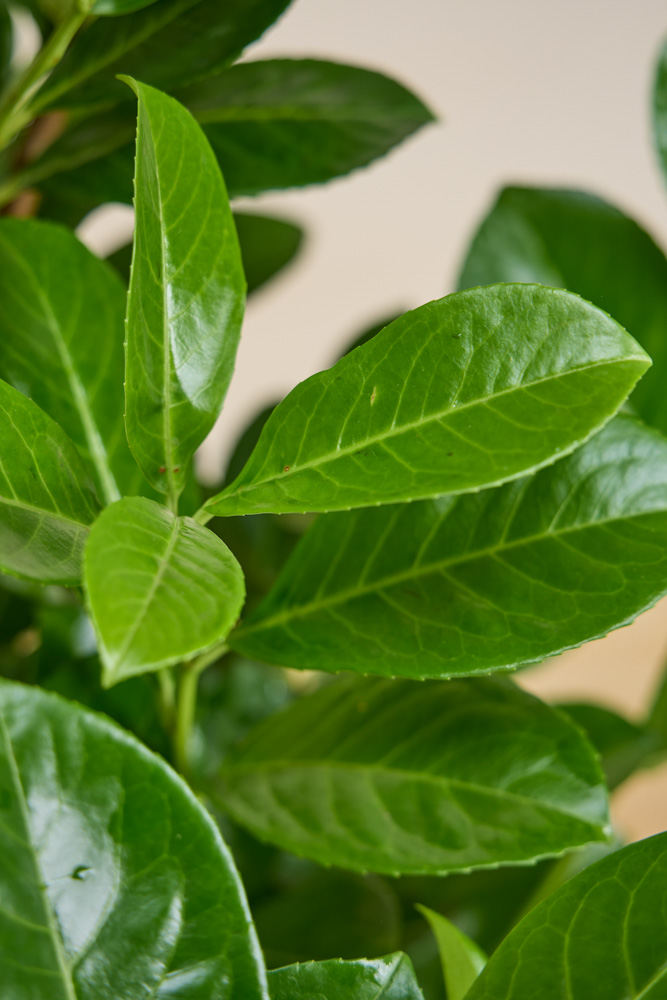 Laurier Rotundifolia ALG_INZ