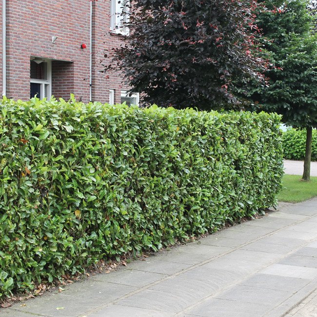 Laurier 'Rotundifolia'