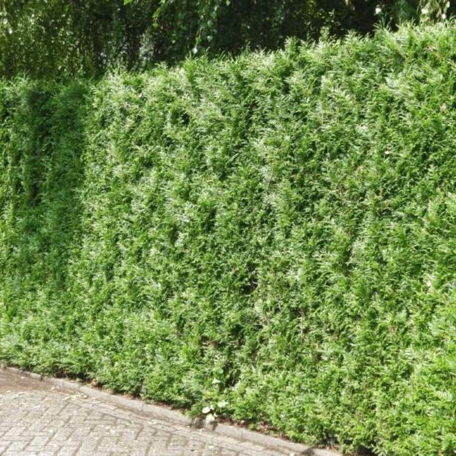 Reuzenlevensboom 'Atrovirens'