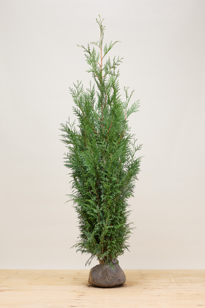 Levensboom-Atrovirens-Kluit-175-200