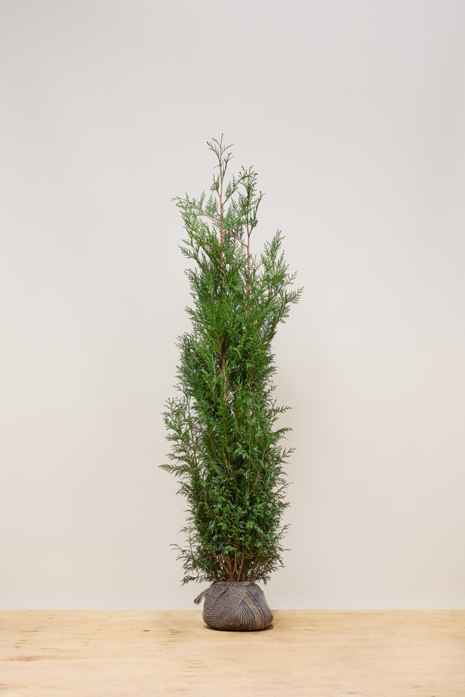 Levensboom-Atrovirens-Kluit-200-225