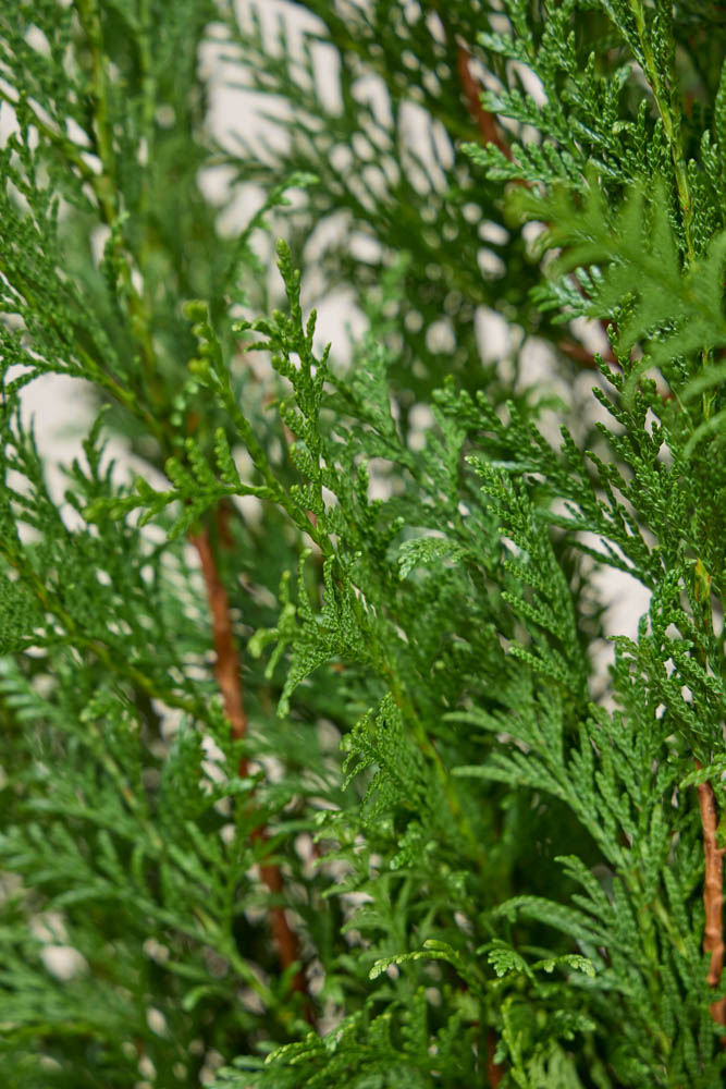 Levensboom-Atrovirens-ALG INZ