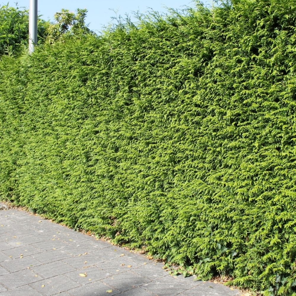 Levensboom 'Brabant'