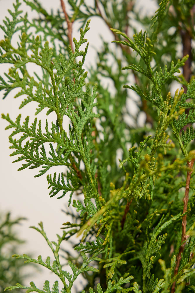 Levensboom-Brabant-ALG INZ