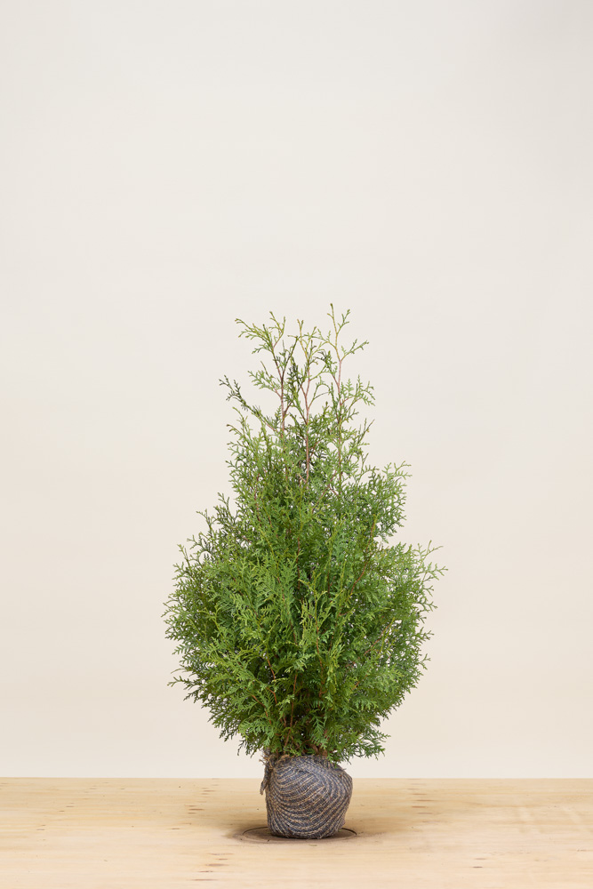 Levensboom-Brabant-Kluit-100-125