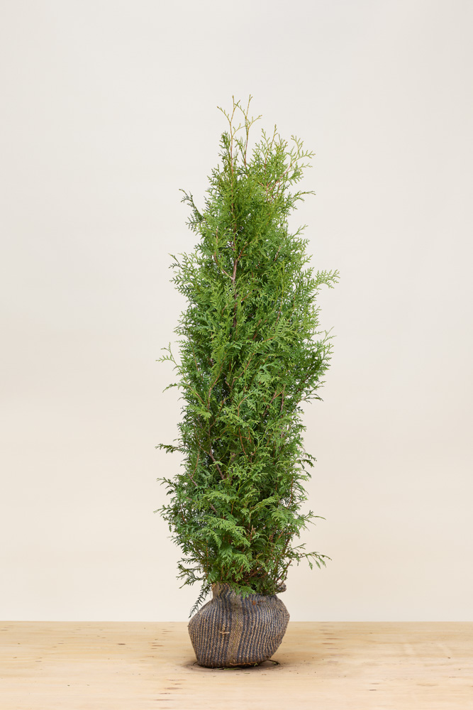 Levensboom-Brabant-Kluit-150-175