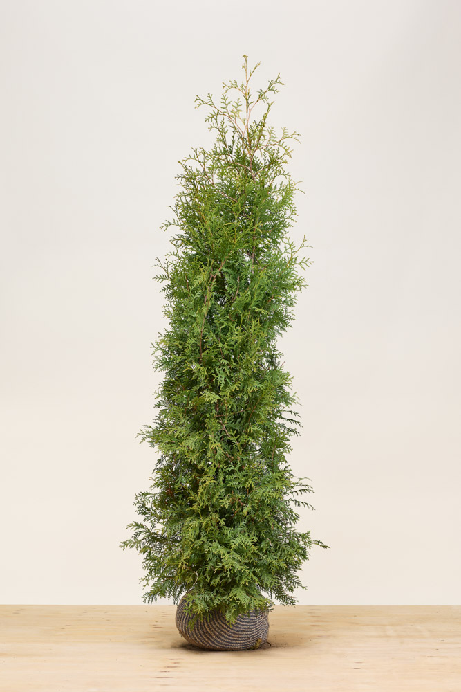 Levensboom-Brabant-Kluit-175-200