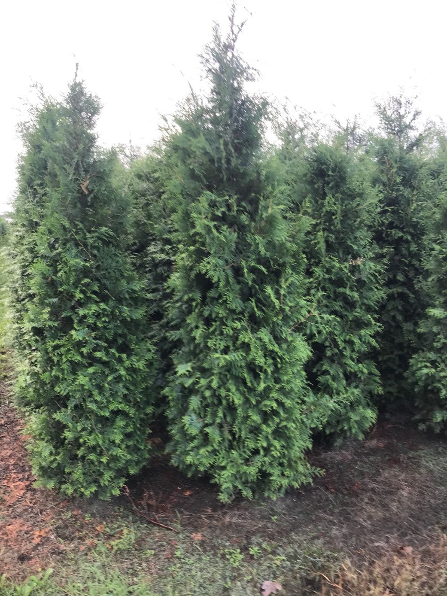 Levensboom-Brabant-Kluit-250-300