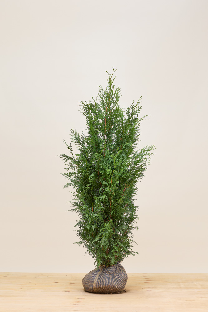 Levensboom-Excelsa-Kluit-125-150