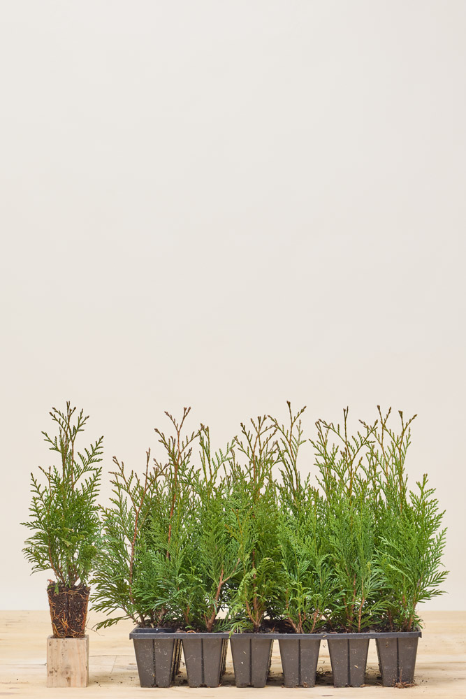 Levensboom-Excelsa-Kluit-25-30