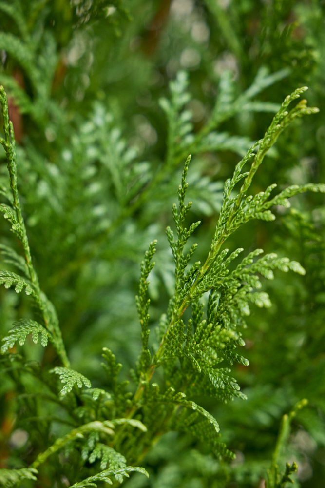 Levensboom-Excelsa-ALG INZ