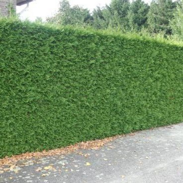 Levensboom 'Excelsa'