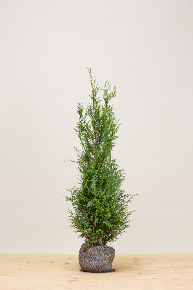 Levensboom-Martin-Kluit-125-150