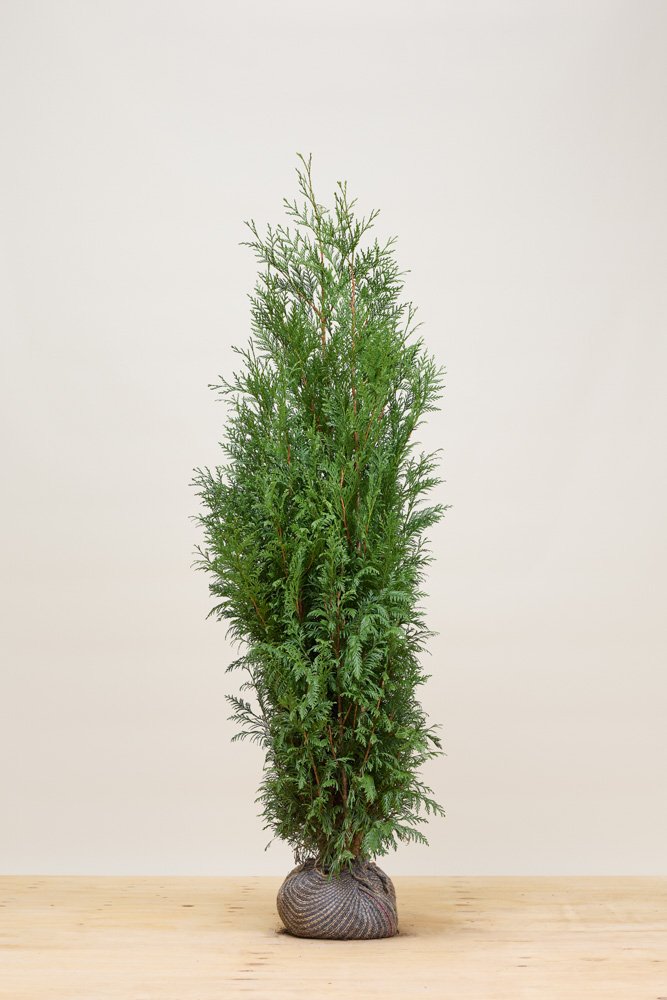 Levensboom-Martin-Kluit-150-175