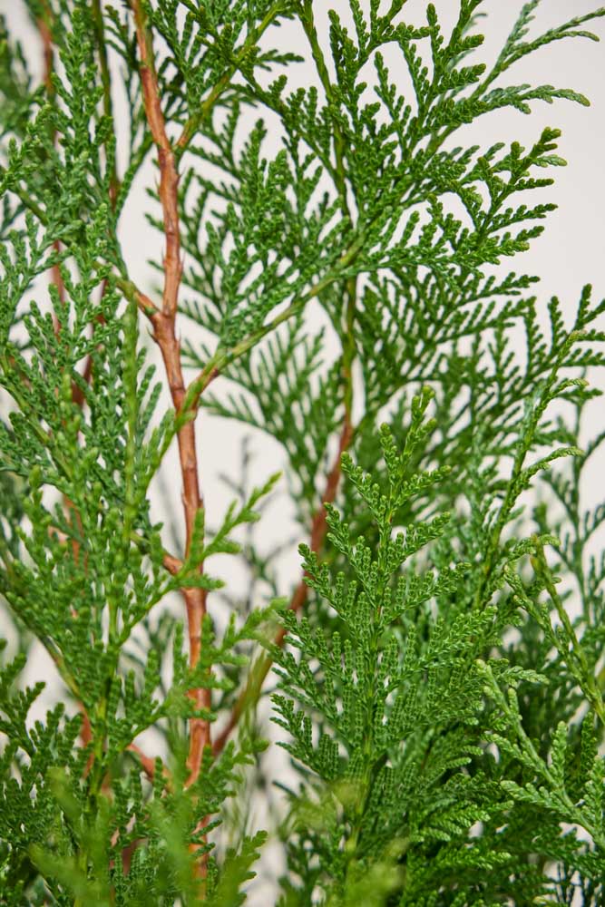 Levensboom-Martin-ALG INZ