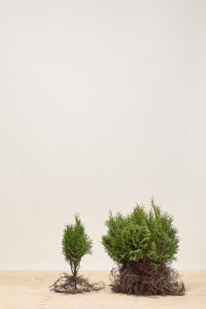 Levensboom-Smaragd-Blote-Wotel-30-40