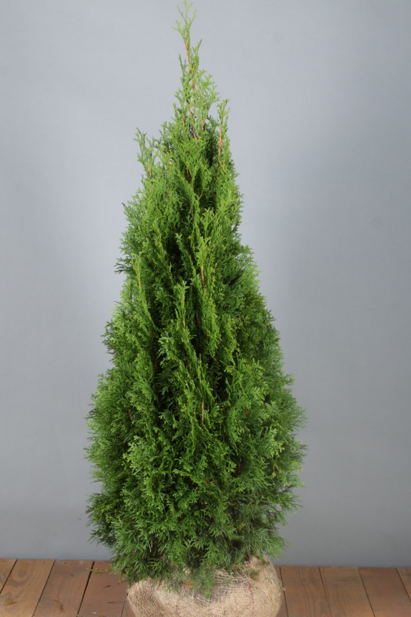 Levensboom-Smaragd-Kluit-100-125