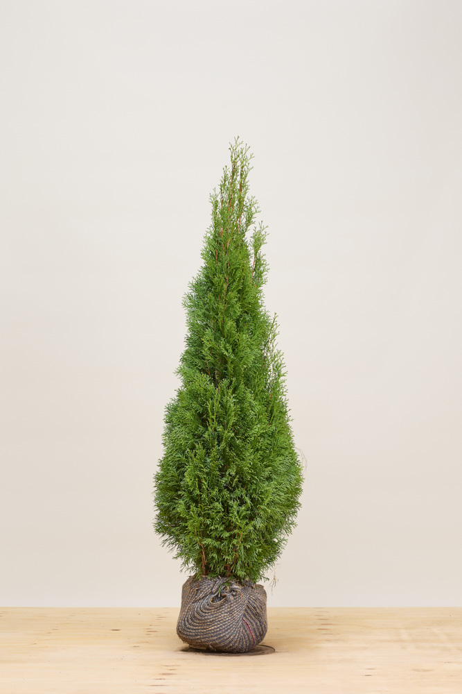 Levensboom-Smaragd-Kluit-125-150