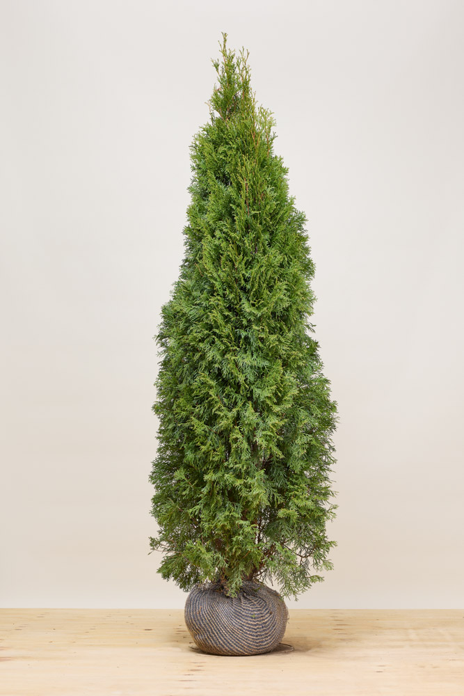 Levensboom-Smaragd-Kluit-175-200