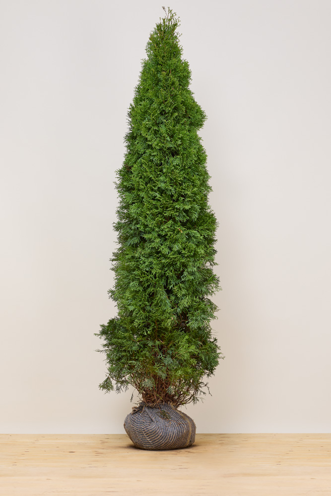 Levensboom-Smaragd-Kluit-200-225