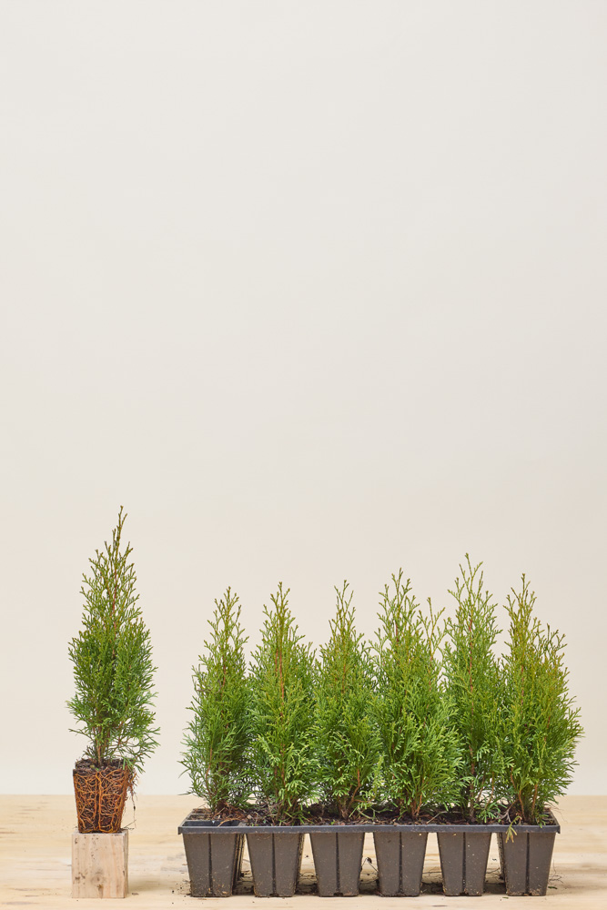 Levensboom-Smaragd-Kluit-25-30