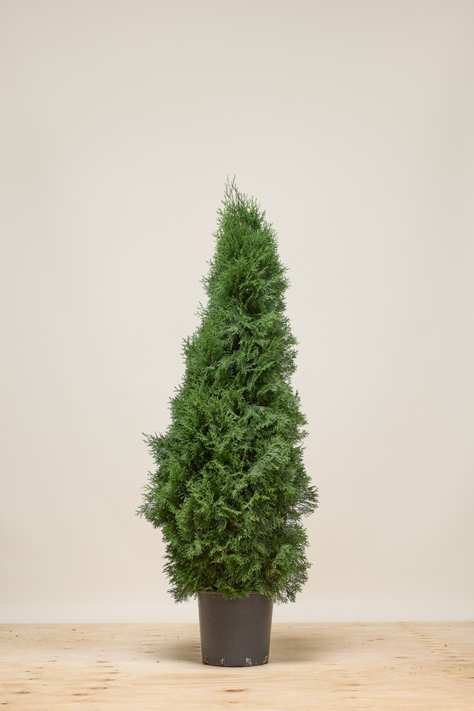 Levensboom-Smaragd-Pot-125-150