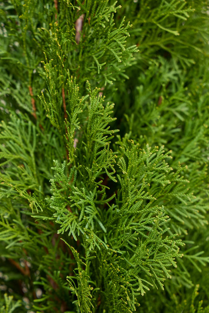 Levensboom Smaragd detailfoto