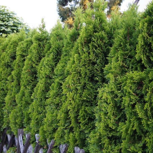 Levensboom 'Smaragd'