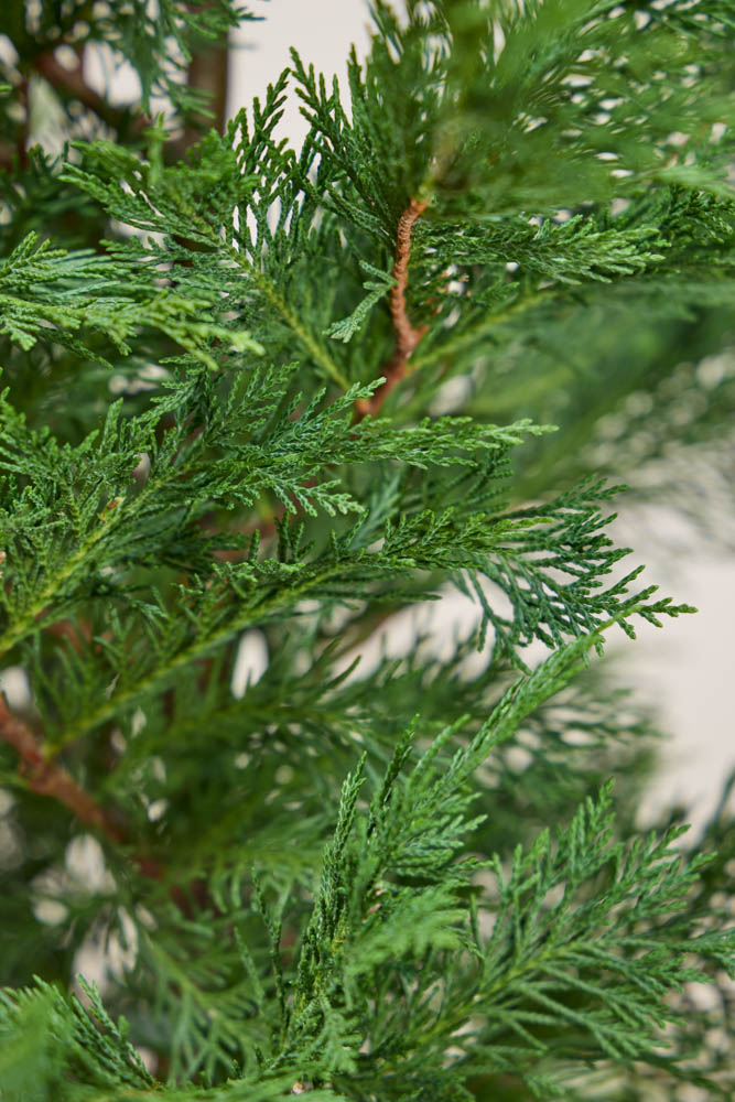 Leylandii-Coniferen-ALG INZ