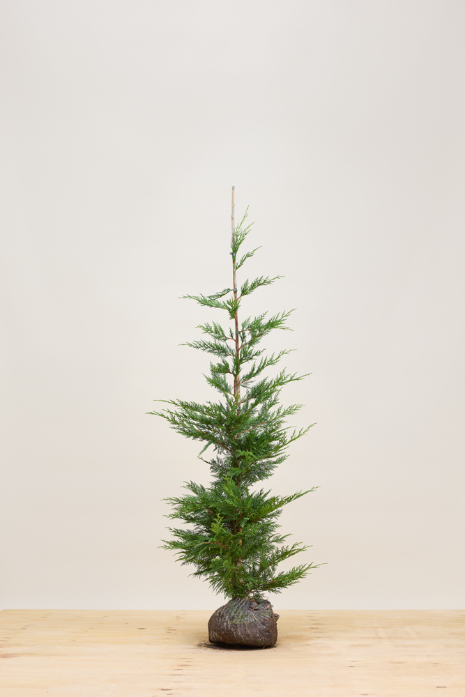 Leylandii-Coniferen-Kluit-150-175