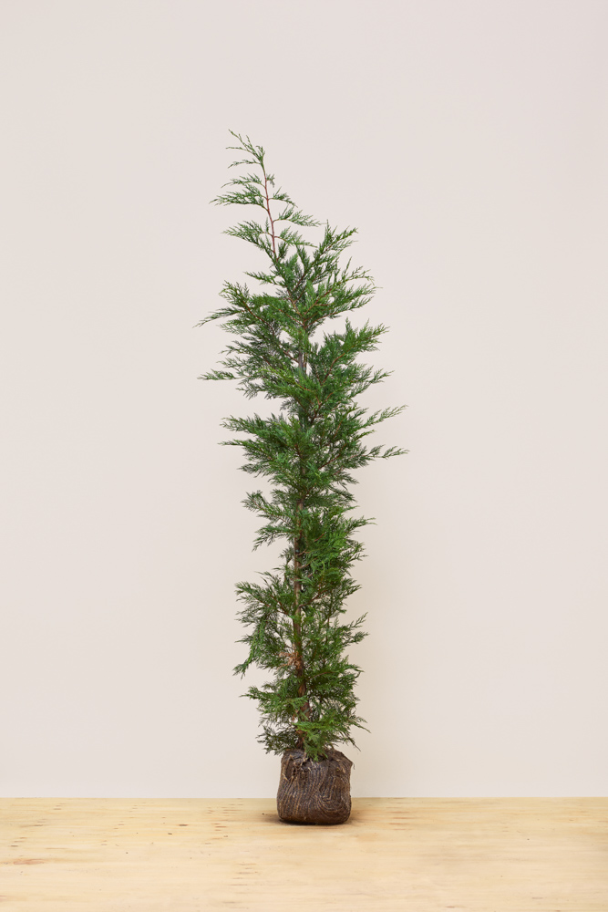 Leylandii-Coniferen-Kluit-175-200